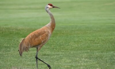Dining with the Sandhill Crane