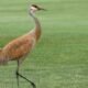 Dining with the Sandhill Crane