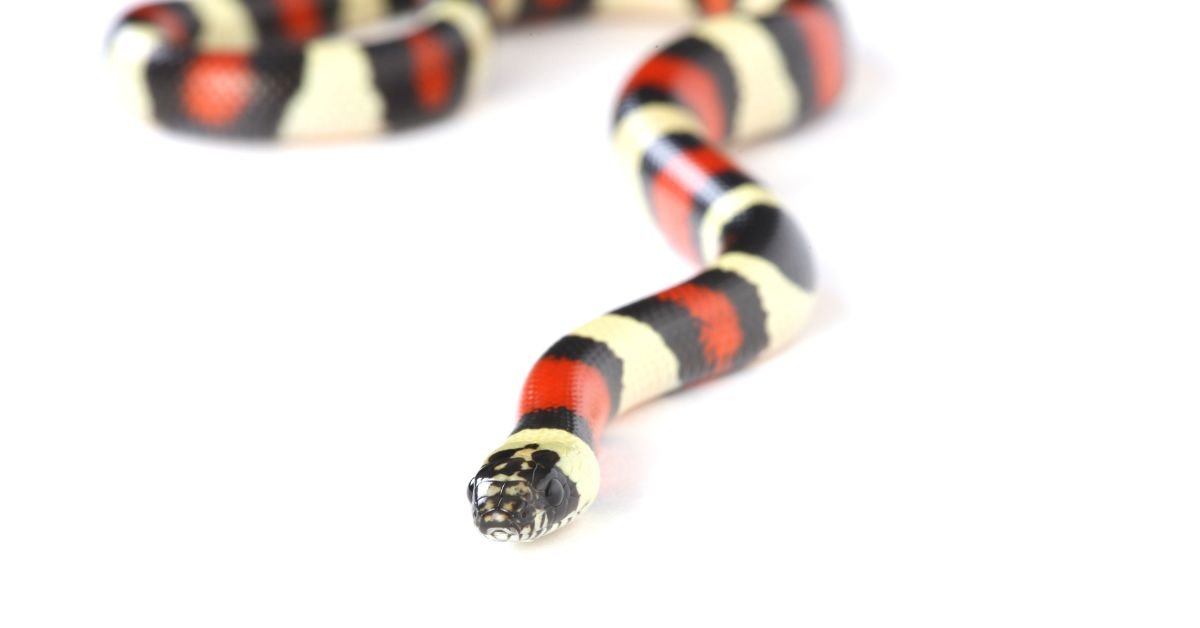 Crimson Coil
