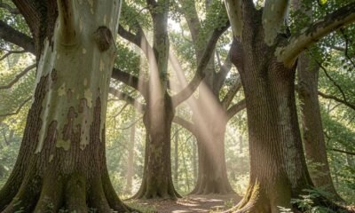 Champion Trees Near Lewis Center, Ohio